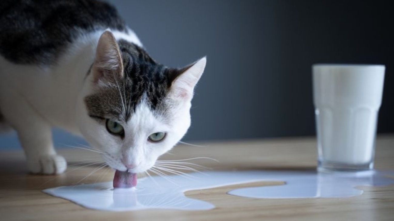 19187-gato-e-leite-nao-e-uma-das-melhores-comb-articles_media_mobile-2