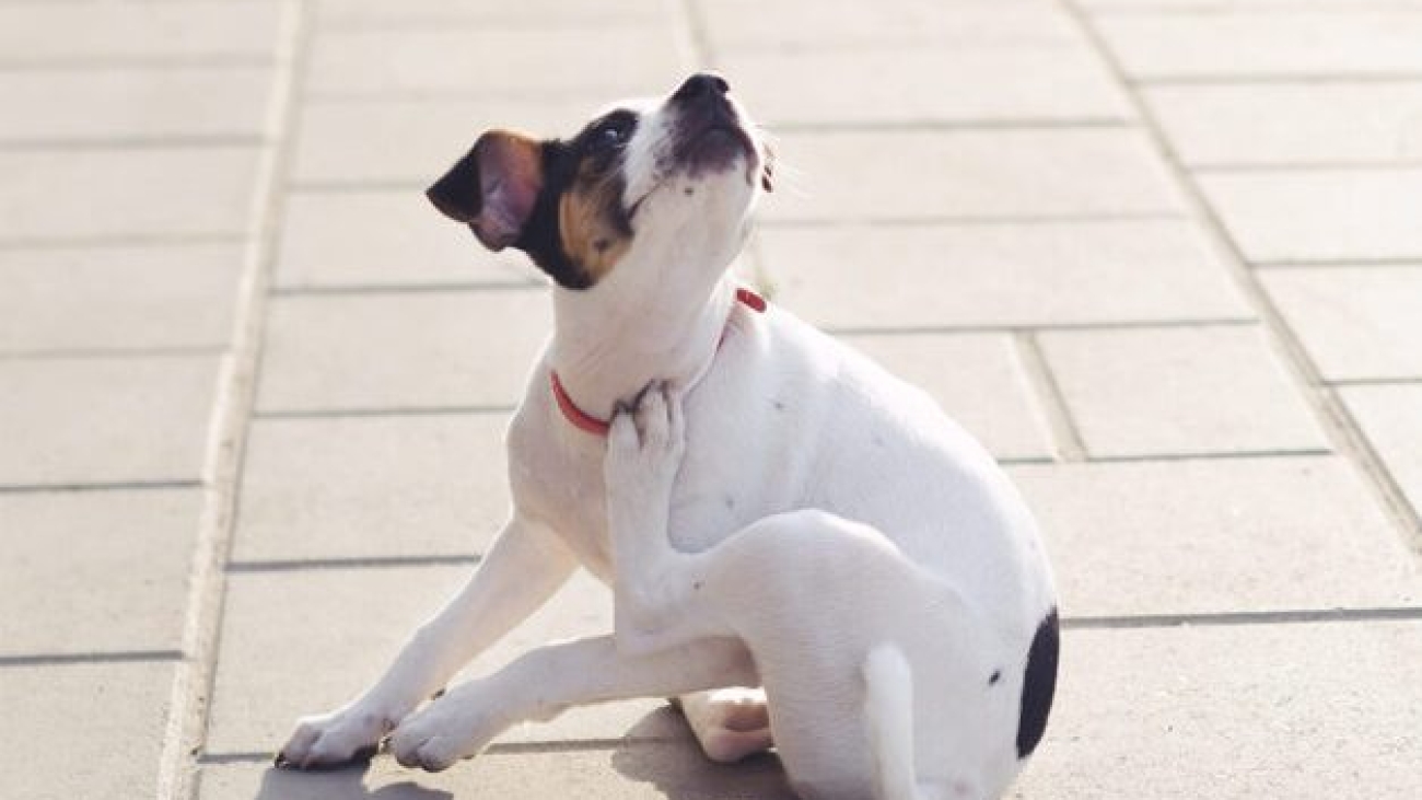 Cachorro-com-coceira-1024x649