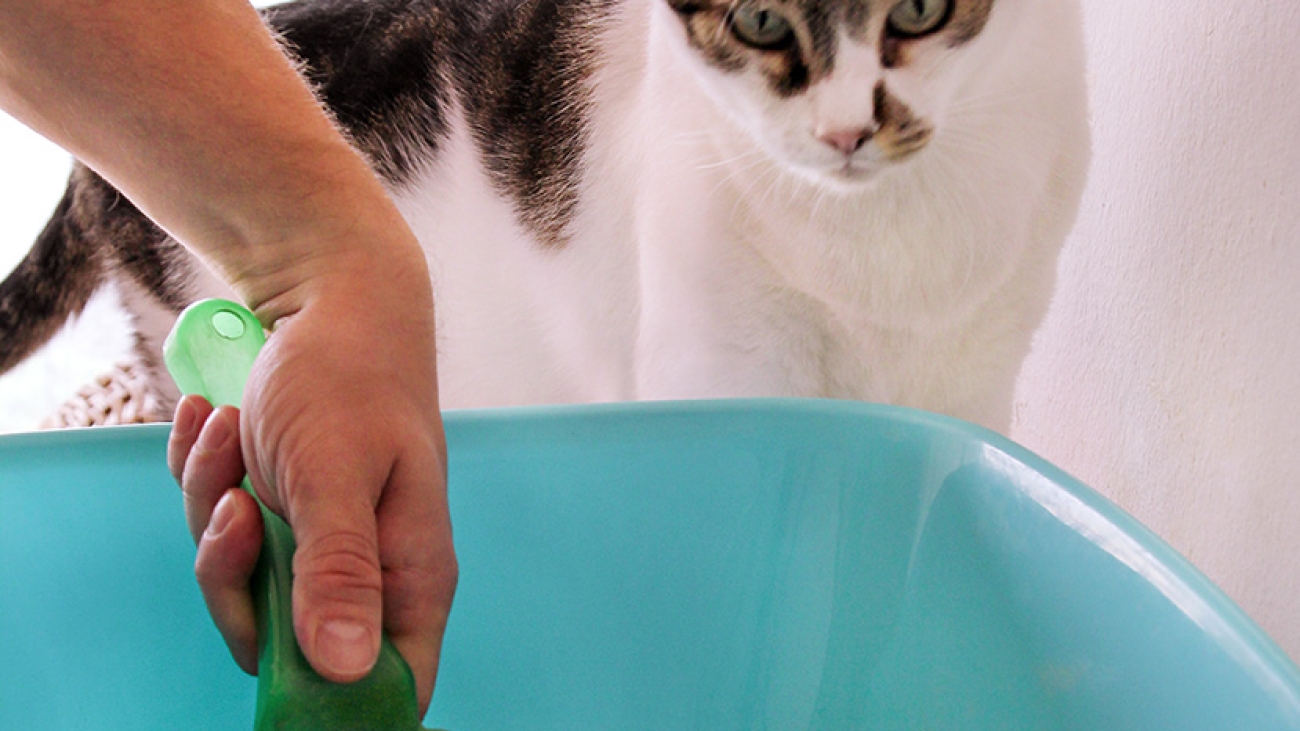 Cleaning cat litter box. Hand is cleaning of cat litter box with green spatula. Toilet cat cleaning sand cat. Man hand and cat litter box. A cat looking at her own poop in the blue litter box.
