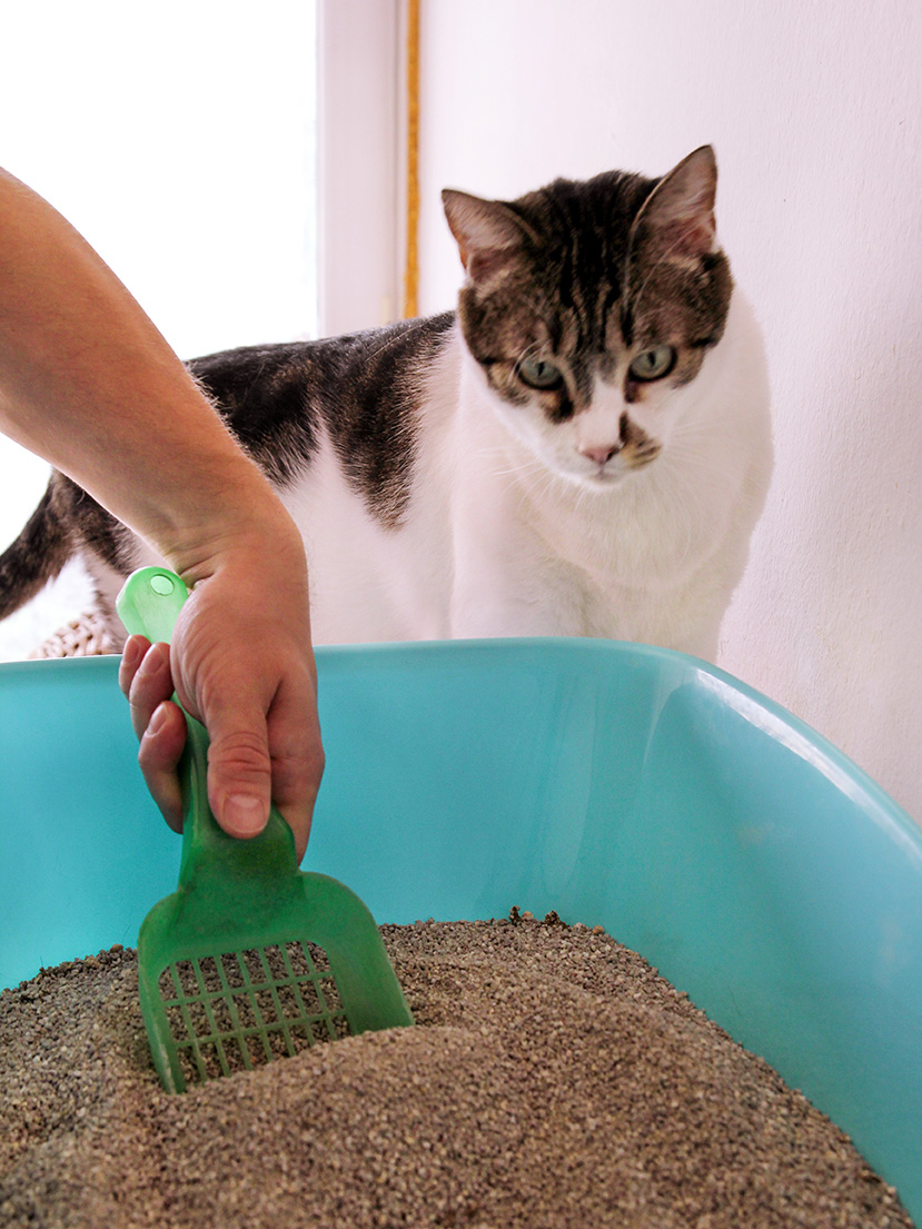 Cleaning cat litter box. Hand is cleaning of cat litter box with green spatula. Toilet cat cleaning sand cat. Man hand and cat litter box. A cat looking at her own poop in the blue litter box.