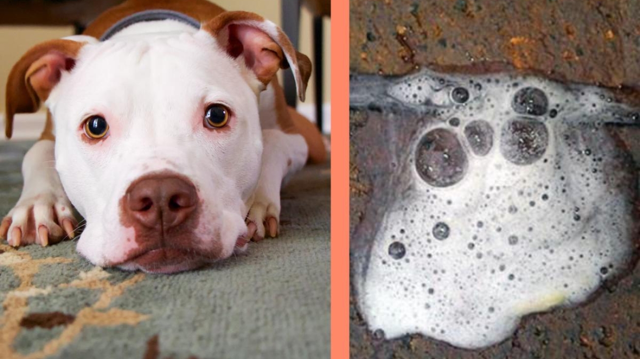 remedio_caseiro_para_cachorro_vomitando_espuma_branca_22722_orig