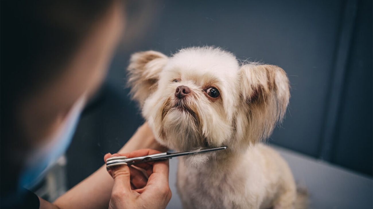 tosa-de-cachorro-1024x683