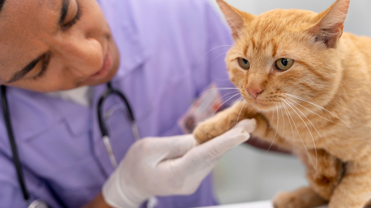 transfusao-de-sangue-em-gatos