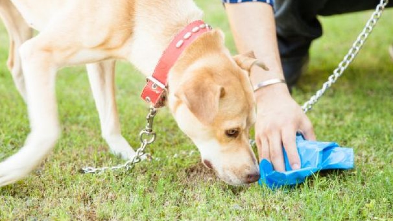13452-cachorro-comendo-fezes-saiba-como-acaba-articles_media_mobile-2