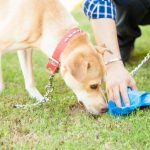 13452-cachorro-comendo-fezes-saiba-como-acaba-articles_media_mobile-2