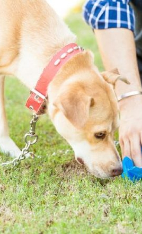 13452-cachorro-comendo-fezes-saiba-como-acaba-articles_media_mobile-2