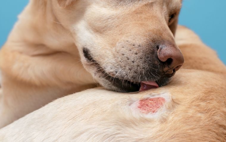 14569-a-alergia-em-cachorro-pode-evoluir-para-articles_media_mobile-3