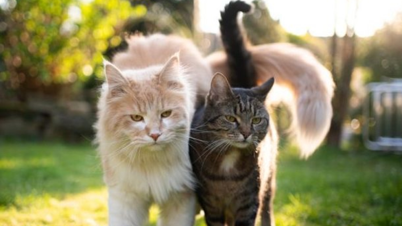 15463-o-gato-com-fiv-precisa-de-uma-serie-de-c-articles_media_mobile-2