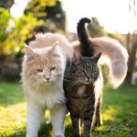 15463-o-gato-com-fiv-precisa-de-uma-serie-de-c-articles_media_mobile-2