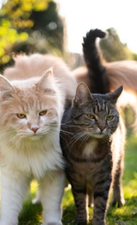 15463-o-gato-com-fiv-precisa-de-uma-serie-de-c-articles_media_mobile-2