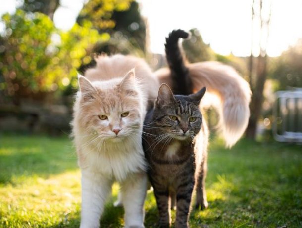 15463-o-gato-com-fiv-precisa-de-uma-serie-de-c-articles_media_mobile-2