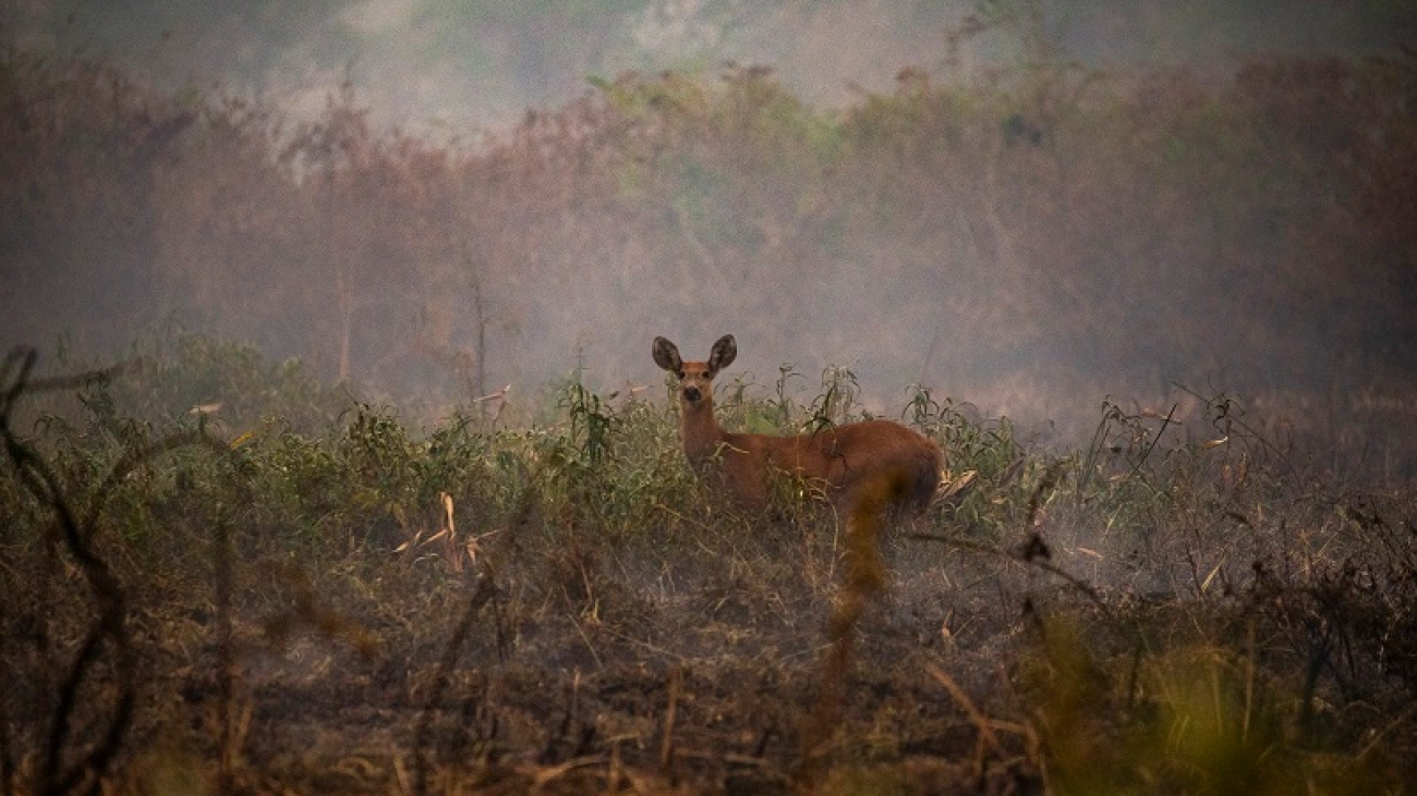 15697_F6C5784D6E5E23FF