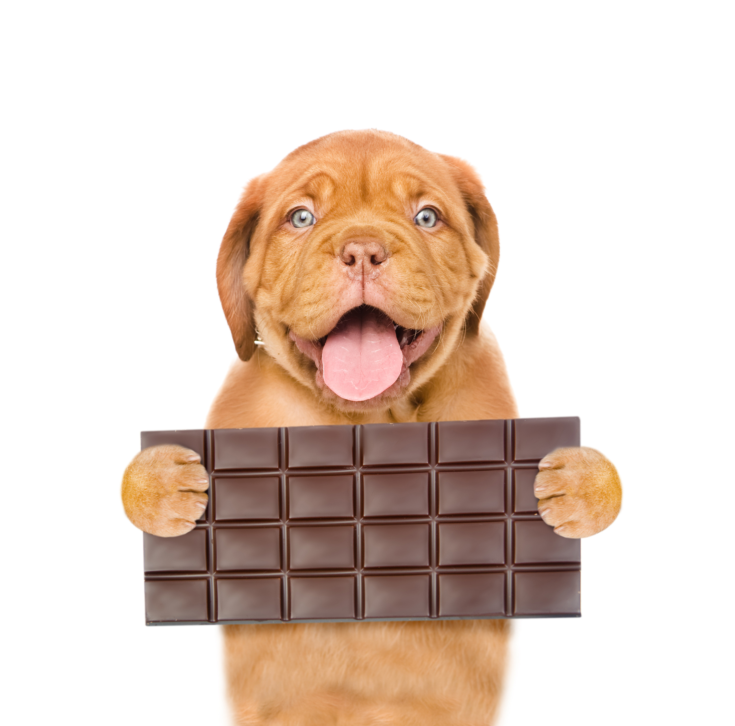 Mastiff puppy holding dark chocolate in paw. Isolated on white background.