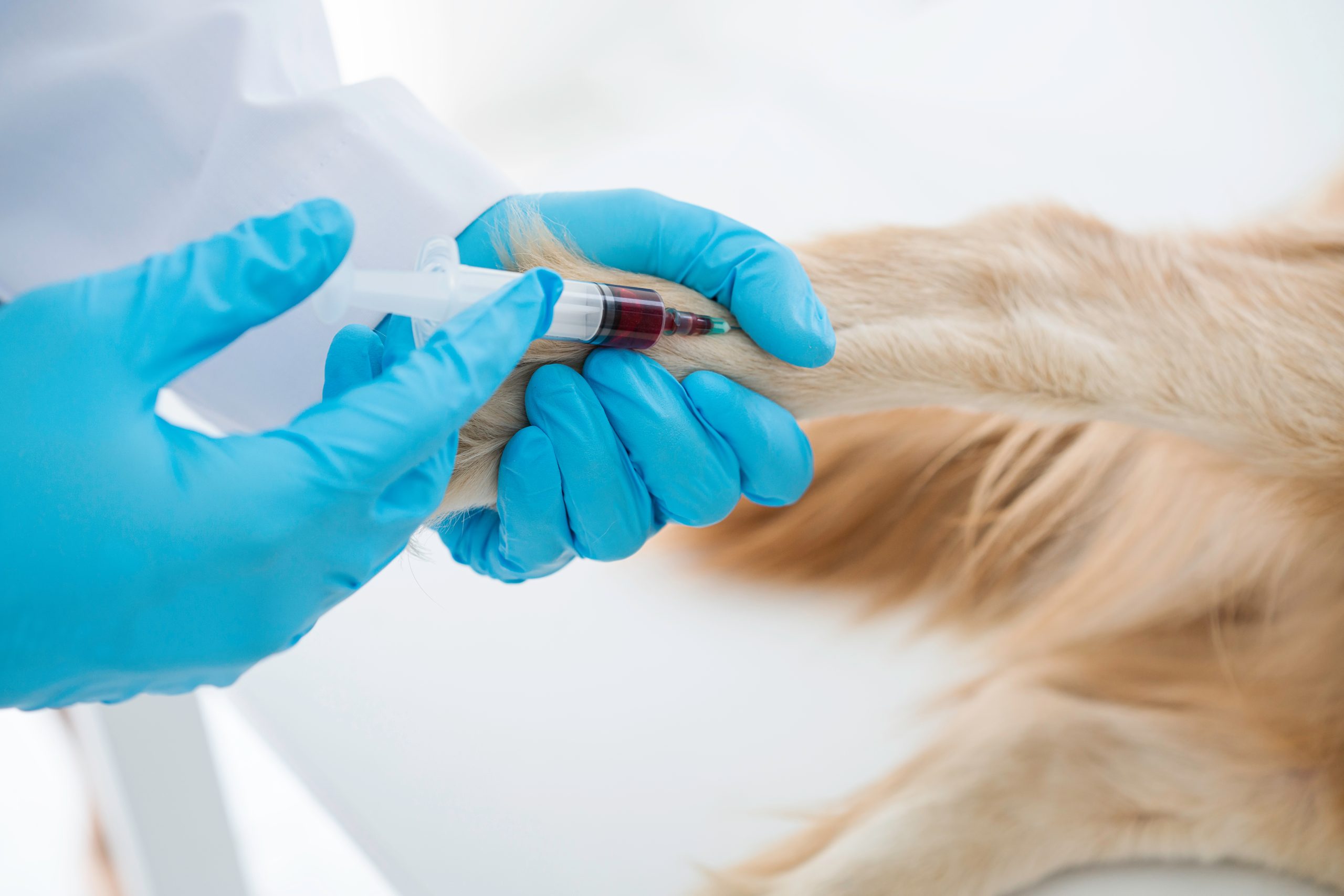 Veterinary. Veterinarian giving injection to dog in vet clinic. veterinarian giving injection with syringe in dog. Patients are vaccinated. The vet draws blood for examination.