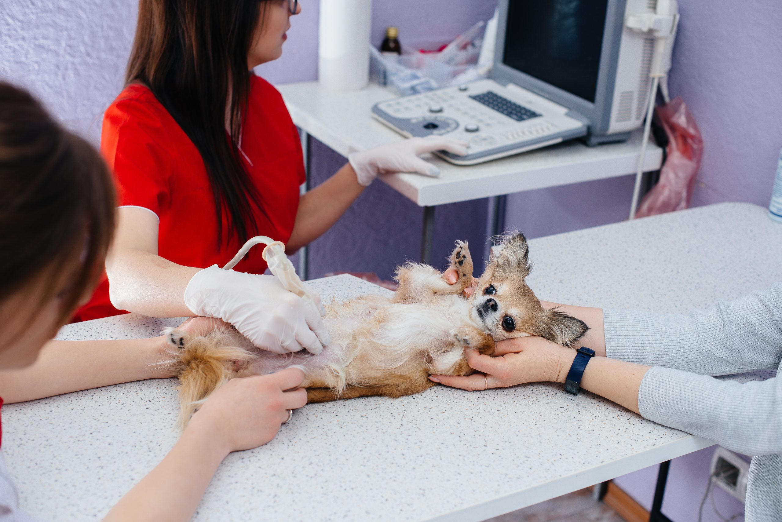 In a modern veterinary clinic, an ultrasound of a purebred Chihuahua is performed on the table. Veterinary clinic