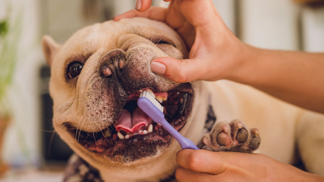 Como-Fazer-a-escovacao-de-dentes