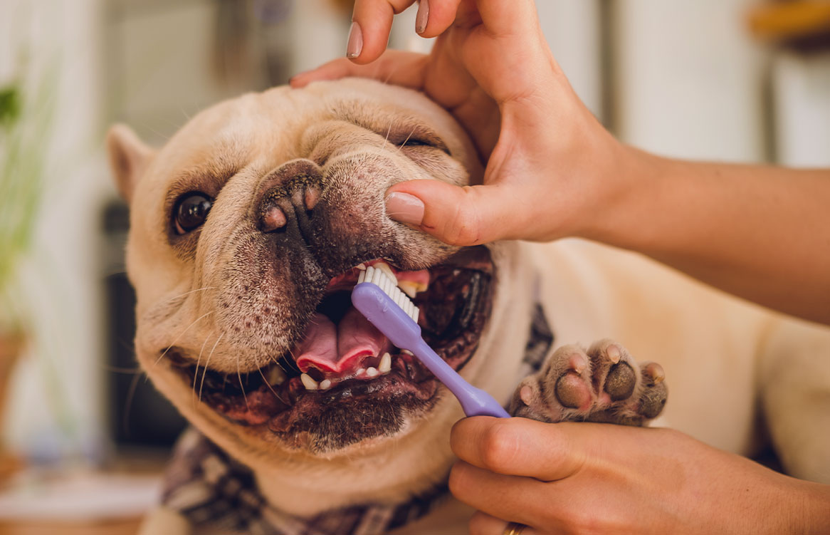 Como-Fazer-a-escovacao-de-dentes