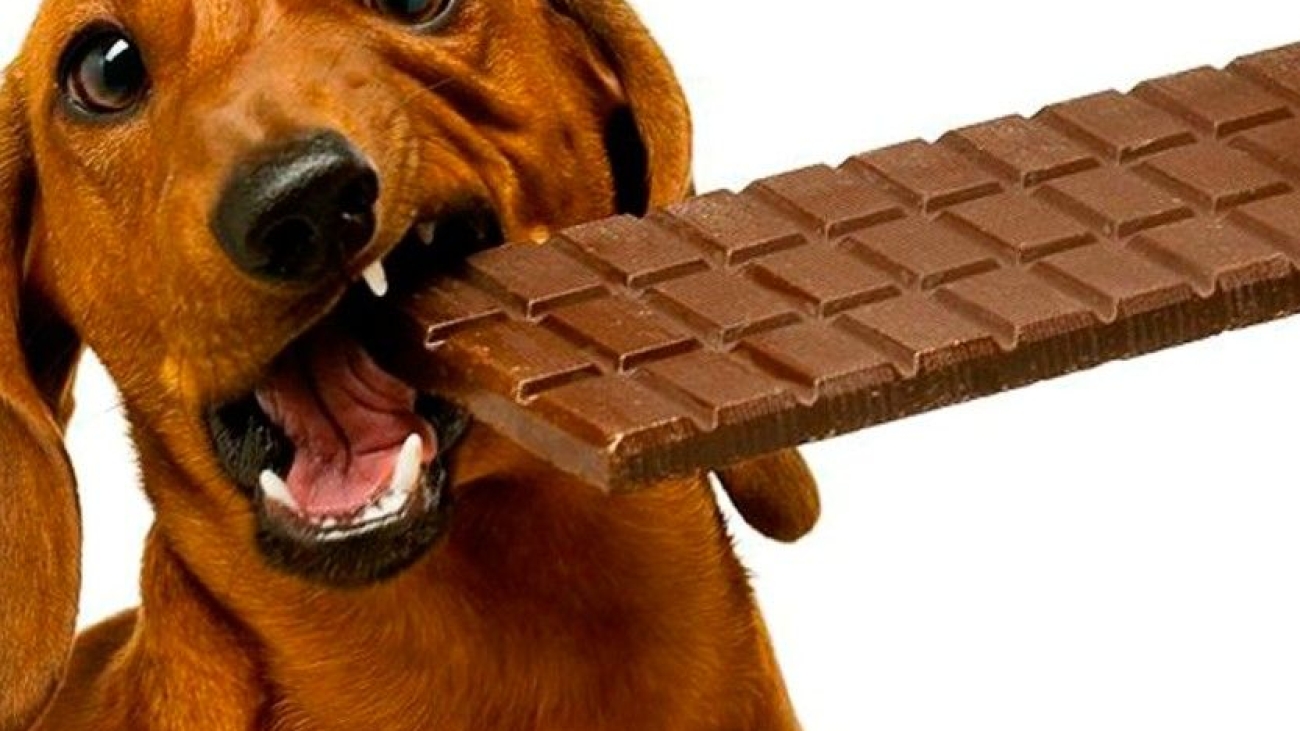 É-verdade-que-chocolate-faz-mal-para-cachorro_site-960x675_1