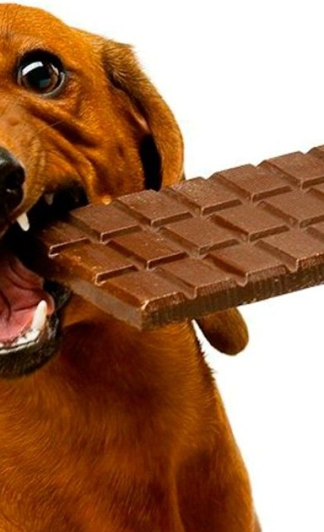 É-verdade-que-chocolate-faz-mal-para-cachorro_site-960x675_1