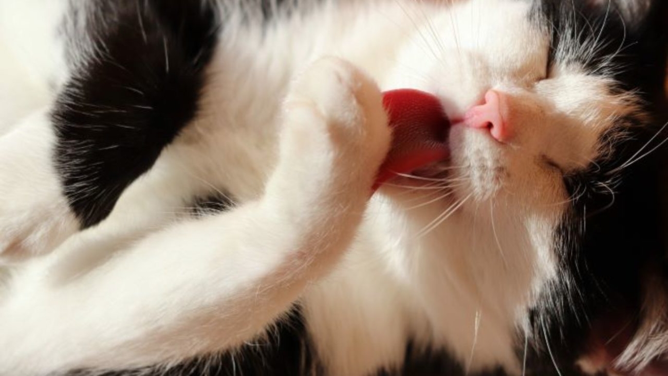 bola-de-pelo-em-gatos-2-1280x720