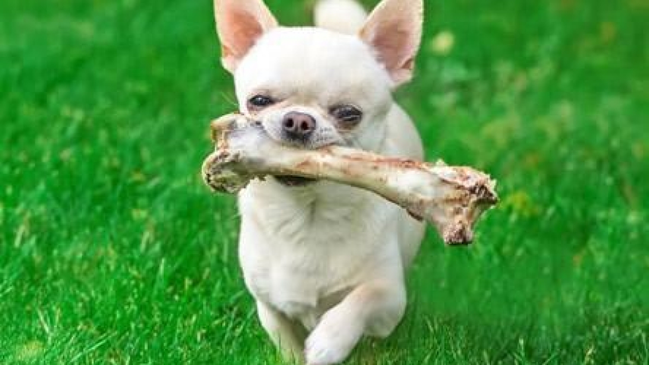 cachorro_pode_comer_ossos_crus_21464_600
