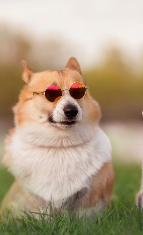 como_cuidar_do_seu_pet_no_verao