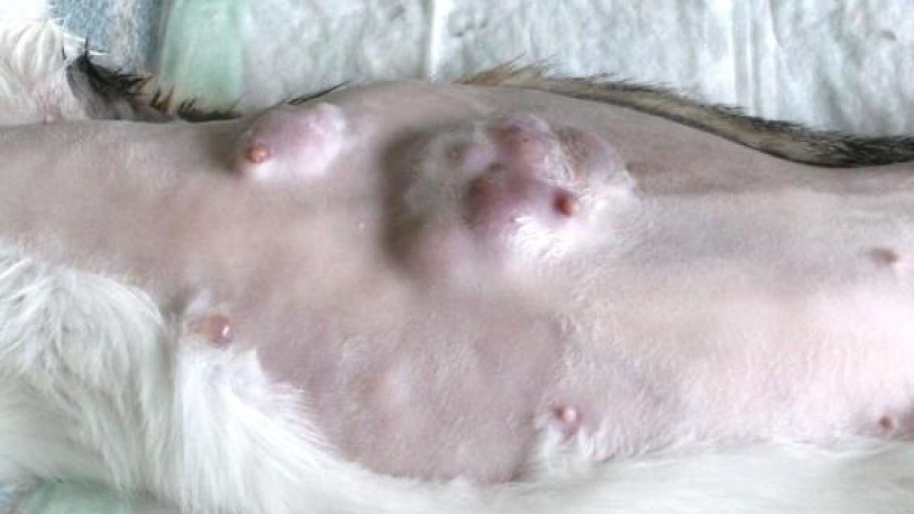 como_tratar_cancer_de_mama_em_gatas_causas_e_sintomas_23575_600_square