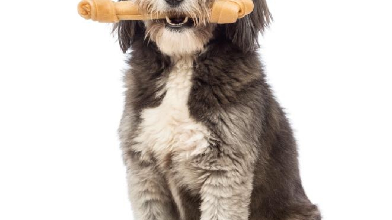 fazer_um_osso_para_cachorro_em_casa_20143_orig