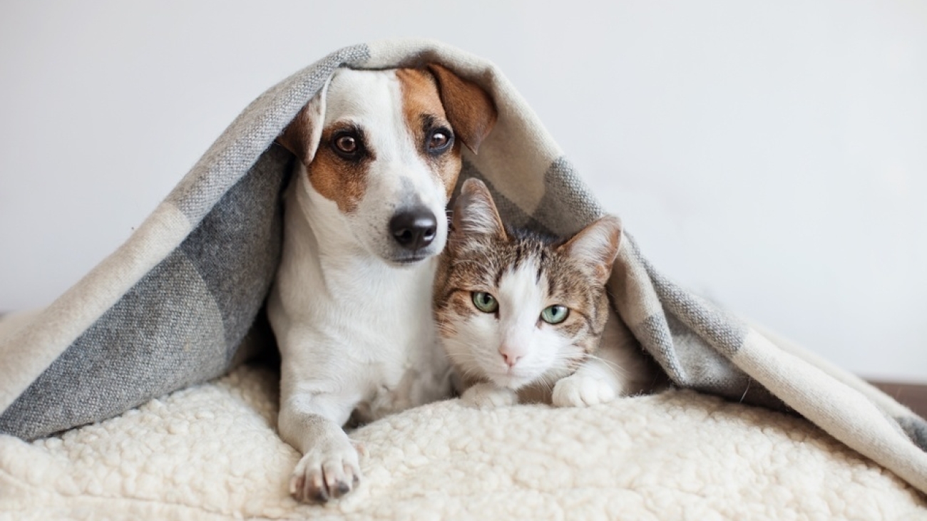 shutterstock_1043814685